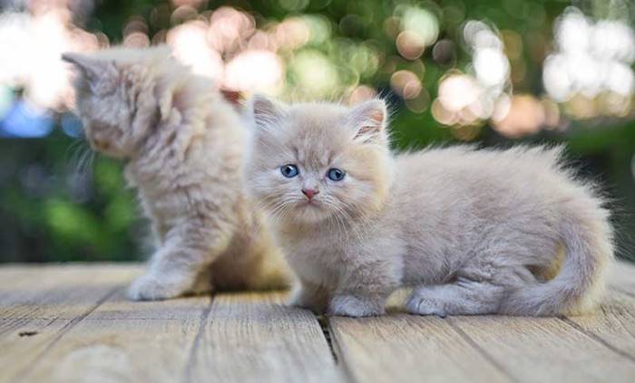 Kucing British Shorthair: Ciri, Karakter, dan Cara Merawatnya